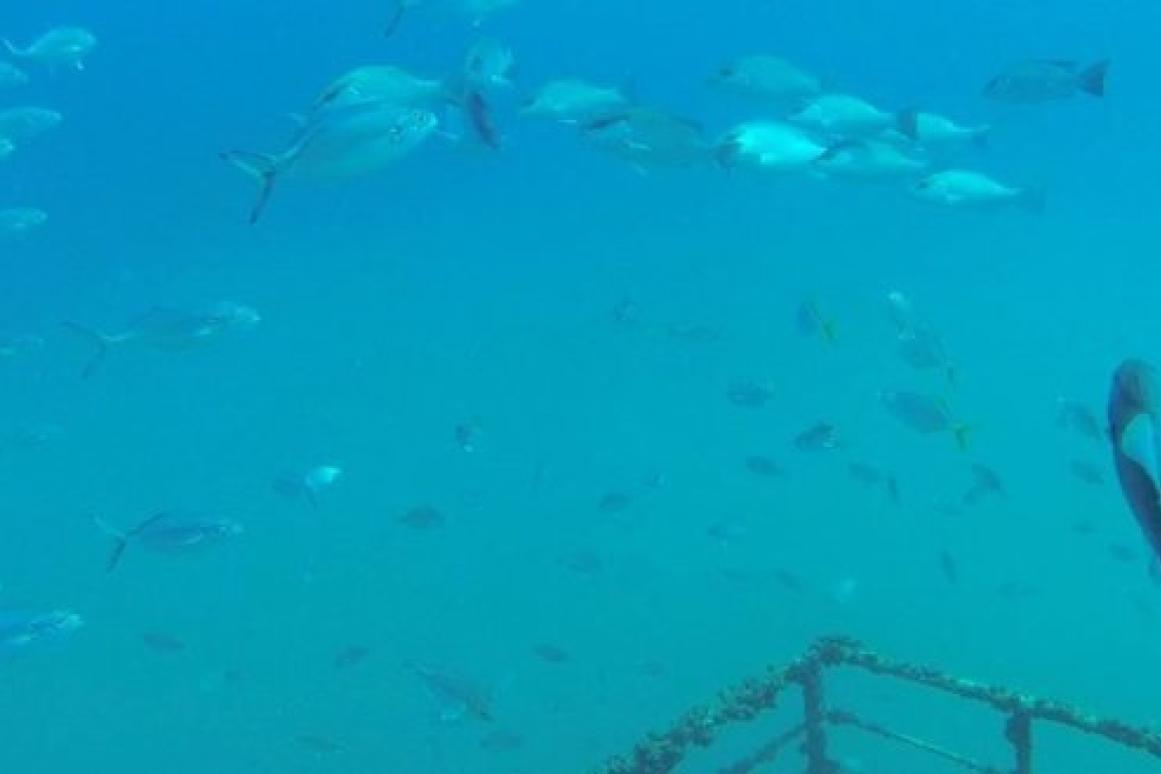 red snapper on oil rigs